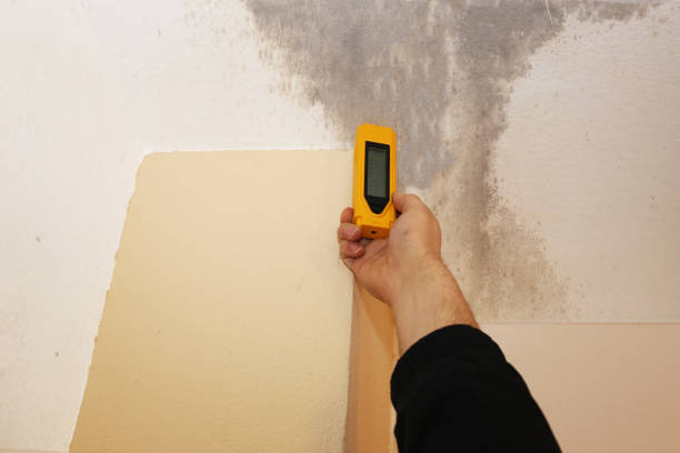 Best Mold Removal for HVAC Installations  in East Missoula, MT