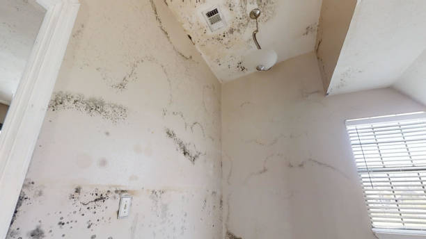 Best Crawl Space Mold Remediation  in East Missoula, MT
