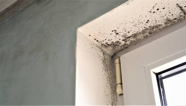 Asbestos and Lead Testing During Mold Inspection in East Missoula, MT