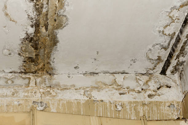 Best Mold-Related Health Consultation  in East Missoula, MT